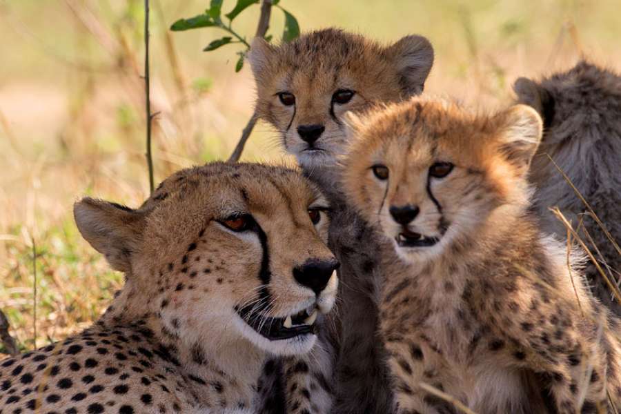 Big Five Safaris Kenya