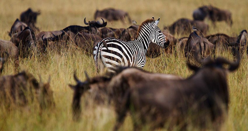 3-Day Serengeti and Ngorongoro Safari