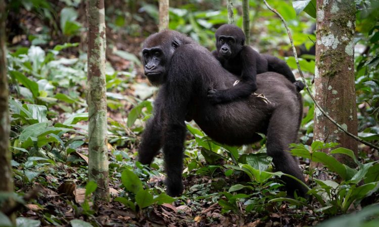 7-Day Congo Primate Safari