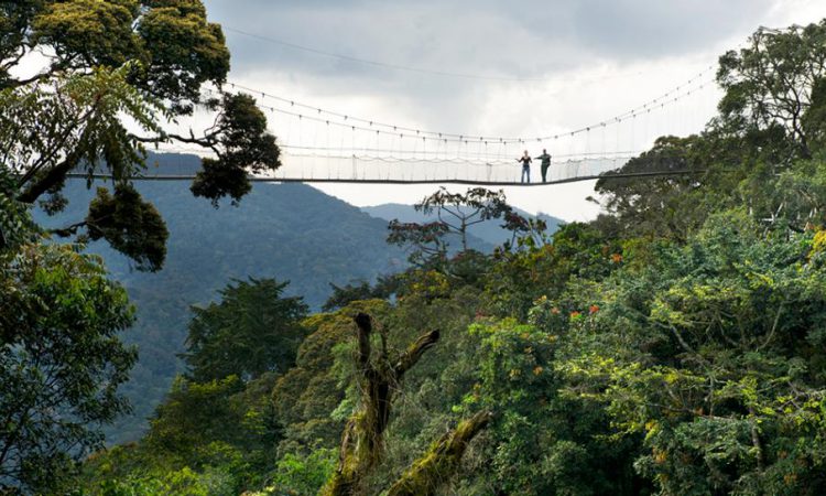 Can I do a canopy walk in Nyungwe Forest?