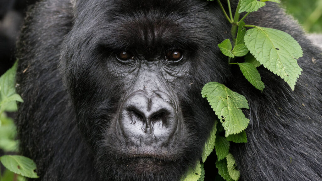 Can I do a one-day gorilla trek from Kigali?