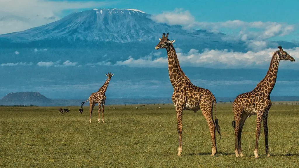Can I see Mount Kilimanjaro from Amboseli National Park?