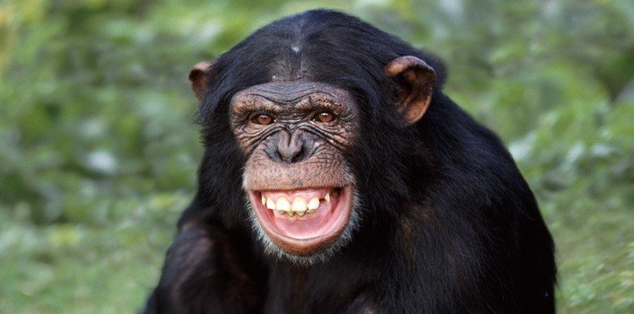 Can I see chimpanzees in Uganda?