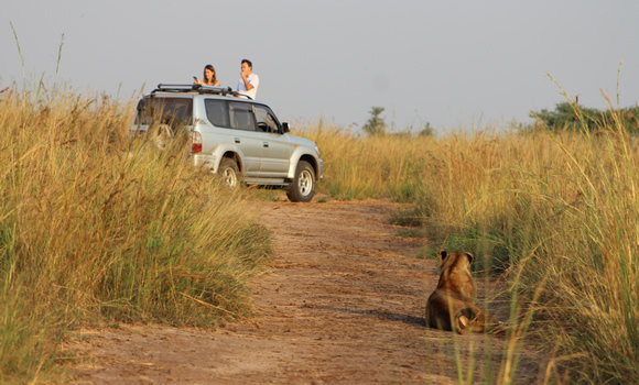 Can I self-drive in Kenya’s national parks?