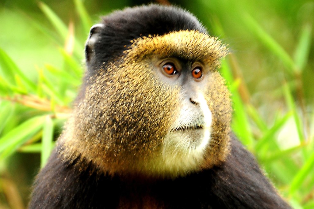 Can I trek golden monkeys in Rwanda?