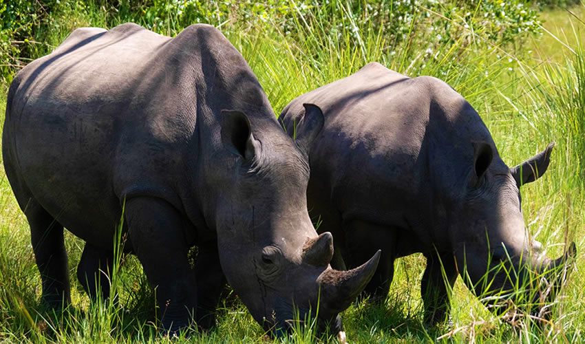 Can I visit Ziwa Rhino Sanctuary on my way to Murchison Falls?