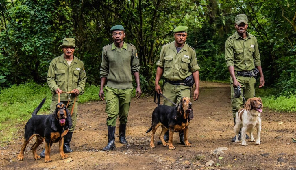 Virunga Park Rangers and Safety