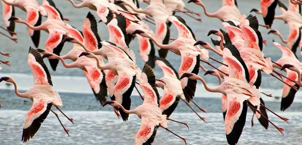 birdwatching Tanzania