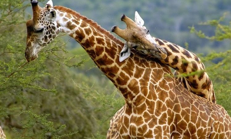 How can I plan a budget-friendly safari in East Africa?