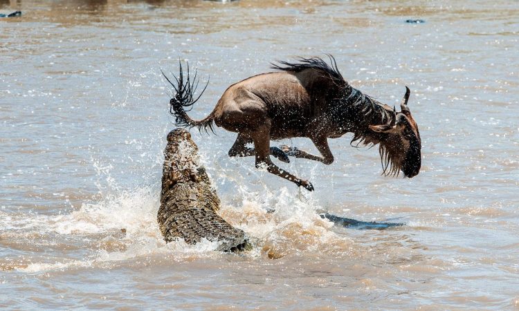 How can I witness the wildebeest river crossing?