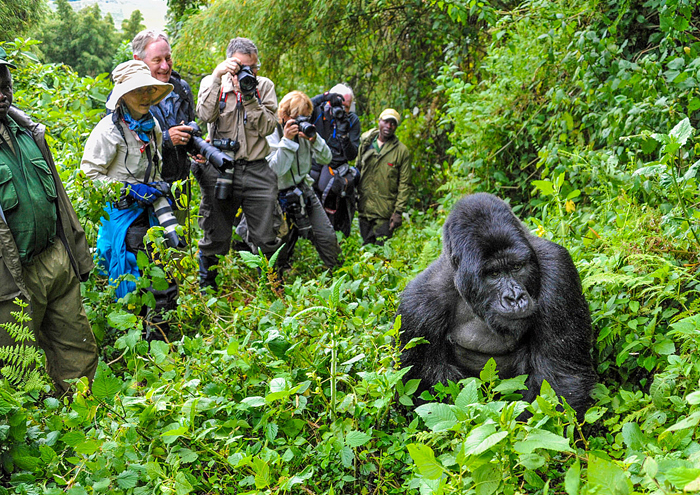 How do I find reliable safari tour operators?