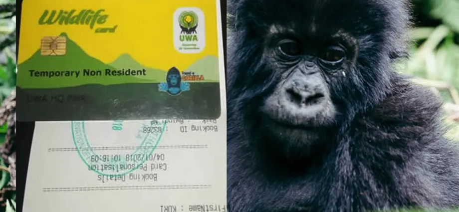 How do I get a gorilla trekking permit in Uganda?