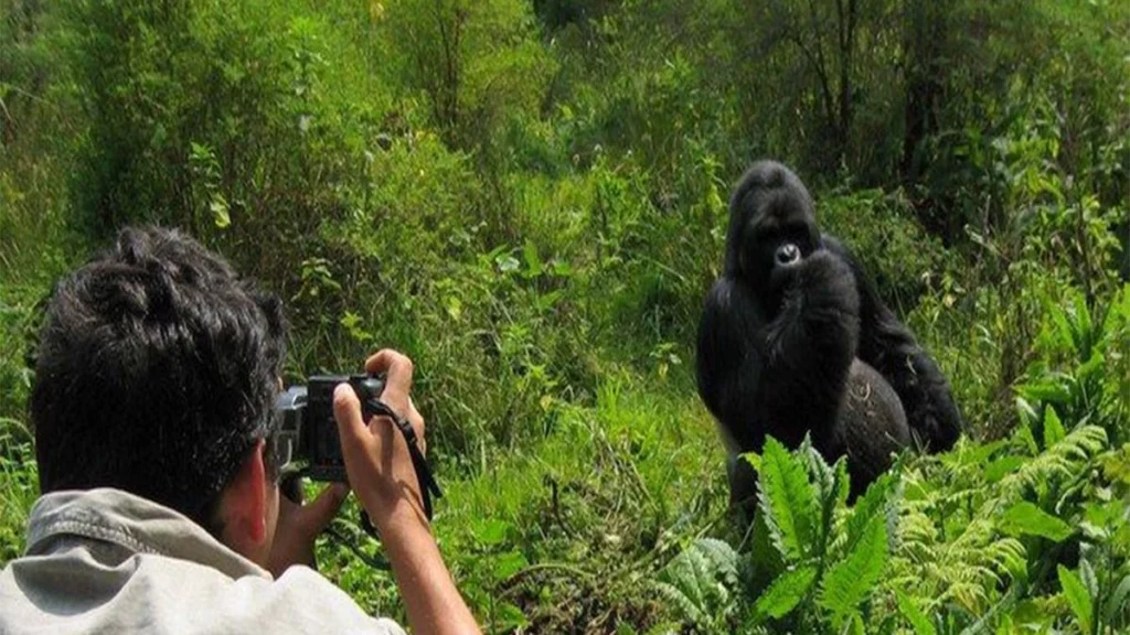 How do I photograph gorillas without disturbing them?