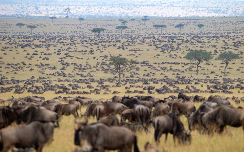 How do I plan a Great Migration and Gorilla Trekking combo trip?
