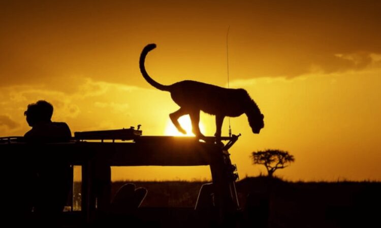 How do I plan a Kenya safari on a budget?