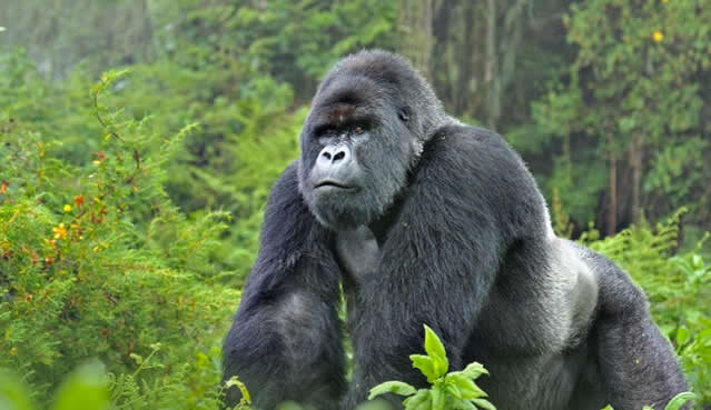 How hard is the gorilla trekking experience in Uganda?