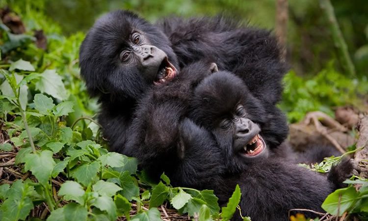 How many gorilla families are in Bwindi Impenetrable National Park?