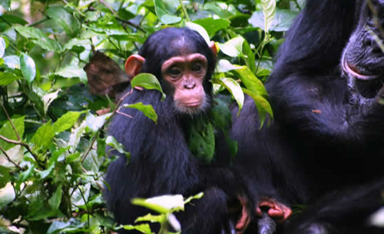How to combine gorilla trekking with chimp trekking in Rwanda?