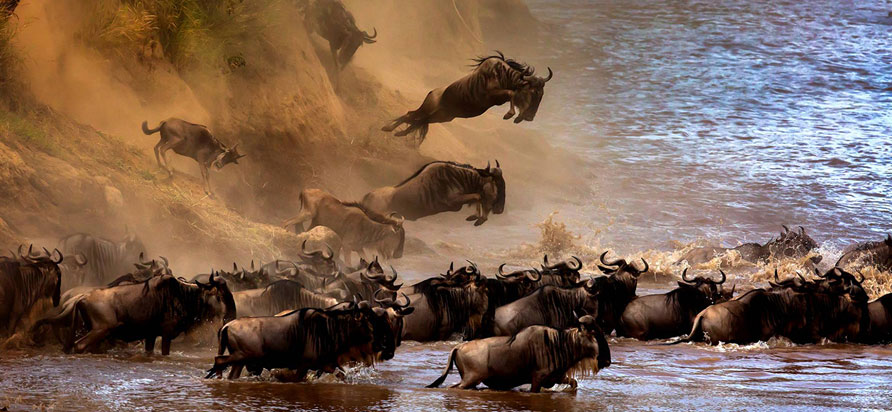 How to photograph the Great Migration?