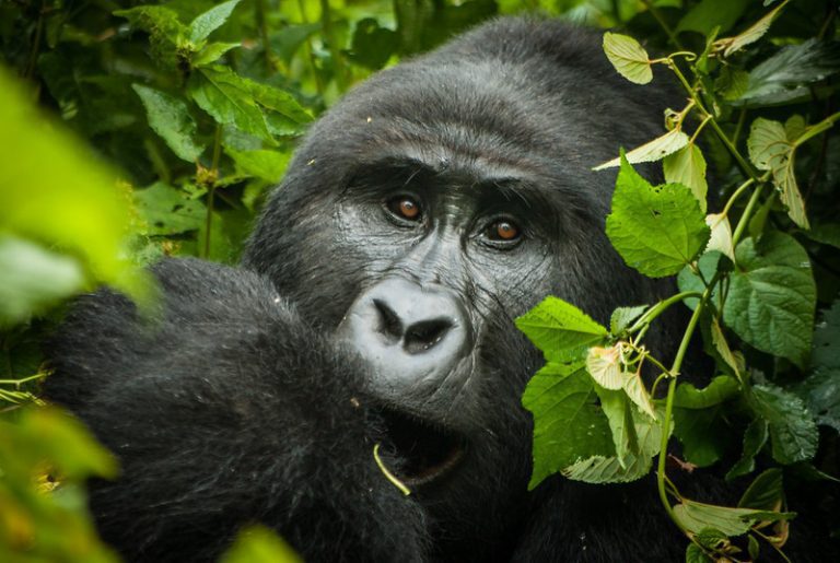 How to plan a luxury gorilla trekking safari?