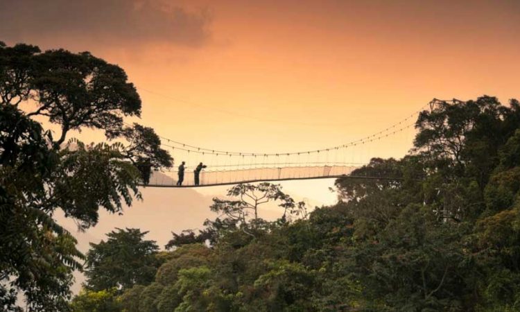 Is Nyungwe National Park worth visiting?