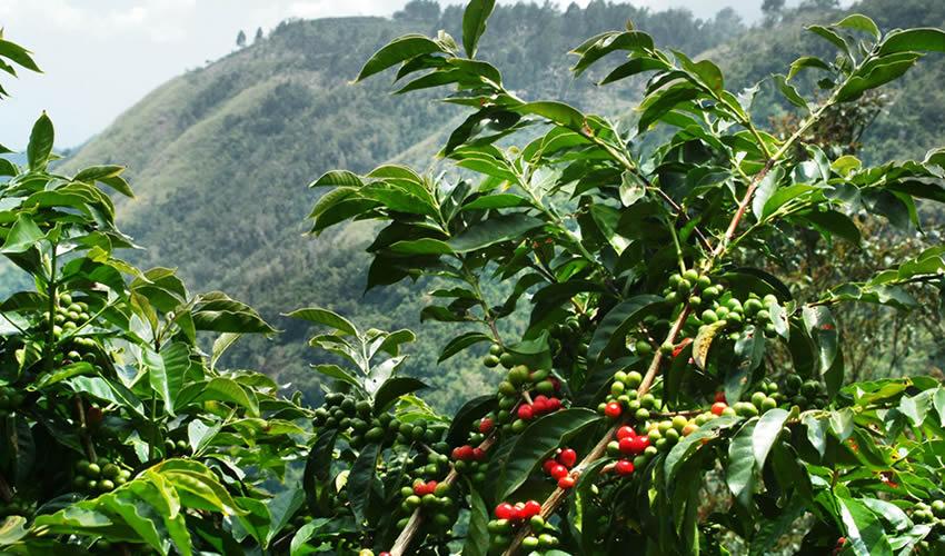 Rwanda’s Coffee Experiences for Visitors