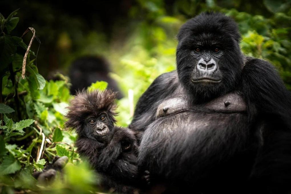 Rwanda’s Growing Ecotourism