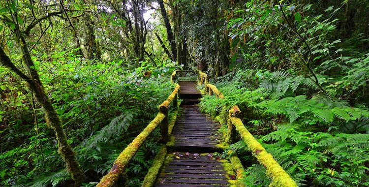 Rwanda’s Scenic Walking Trails