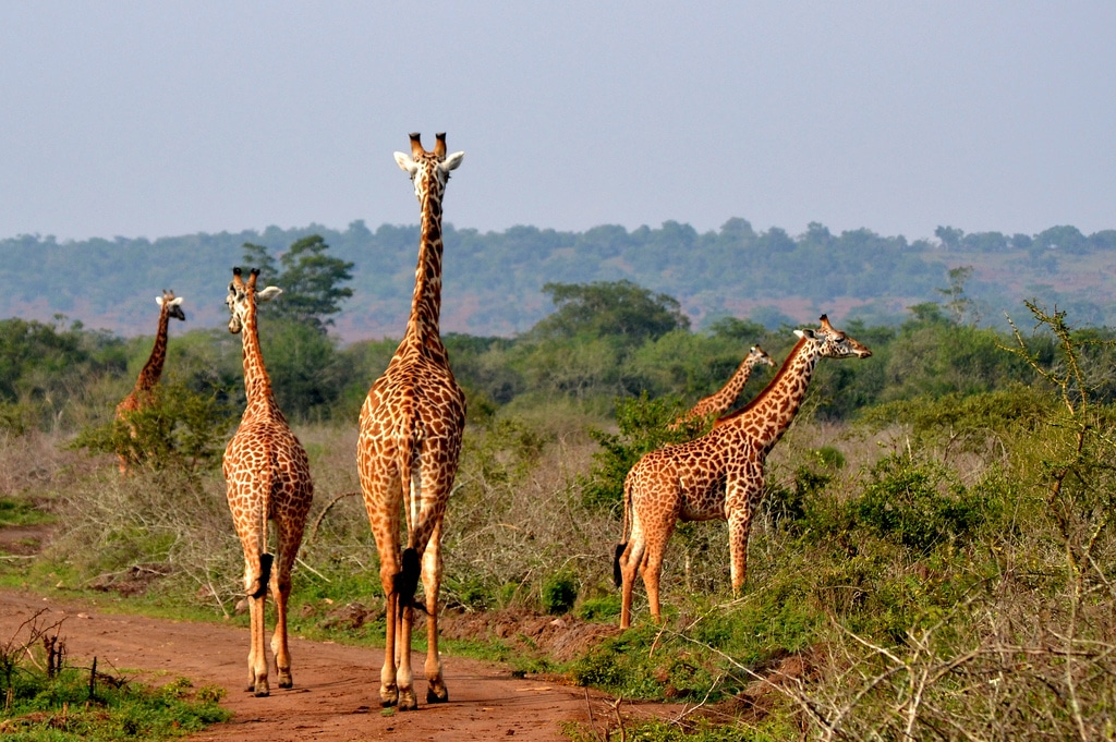 Rwanda’s Travel Photography Spots