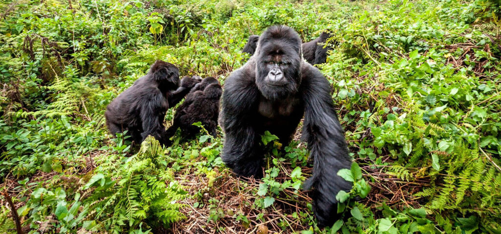 Rwanda’s Travel Tips for First-Time Visitors