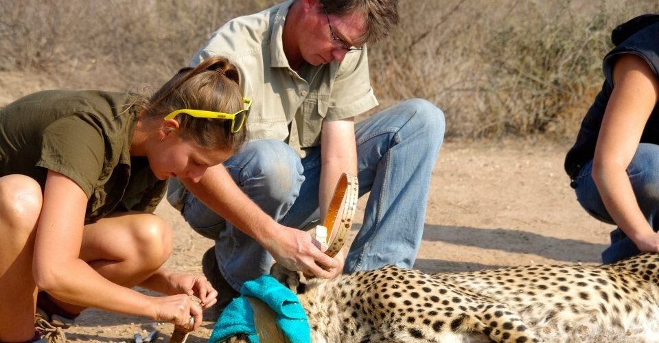 Rwanda’s Volunteer Wildlife Projects