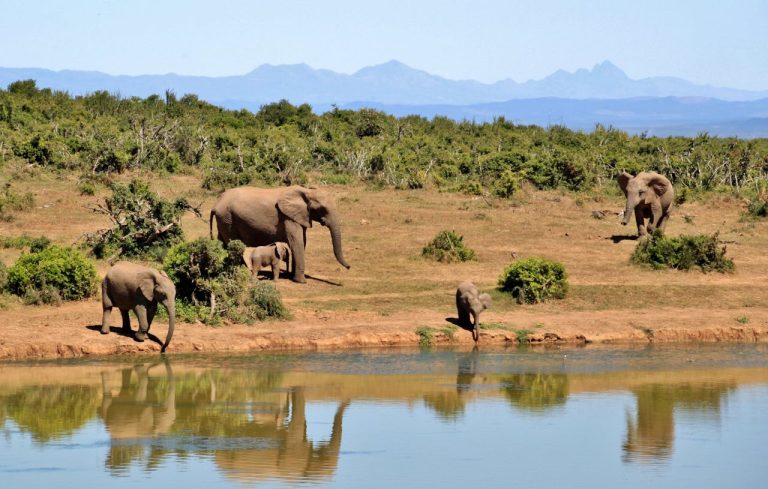 Uganda’s Affordable Safari Options