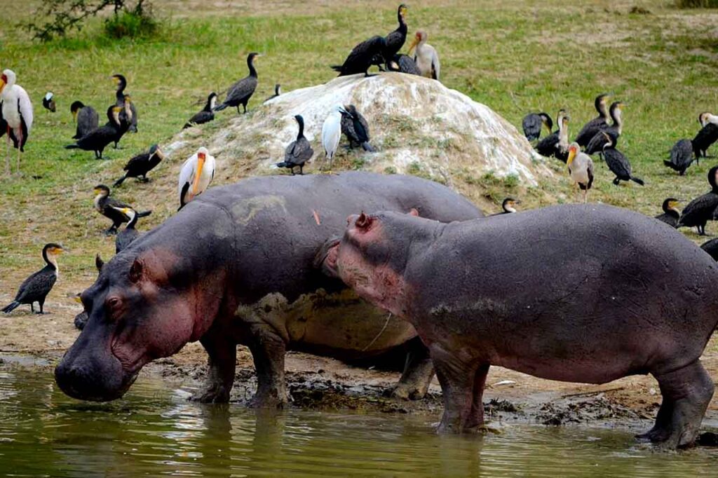 Uganda’s Affordable Wildlife Trips