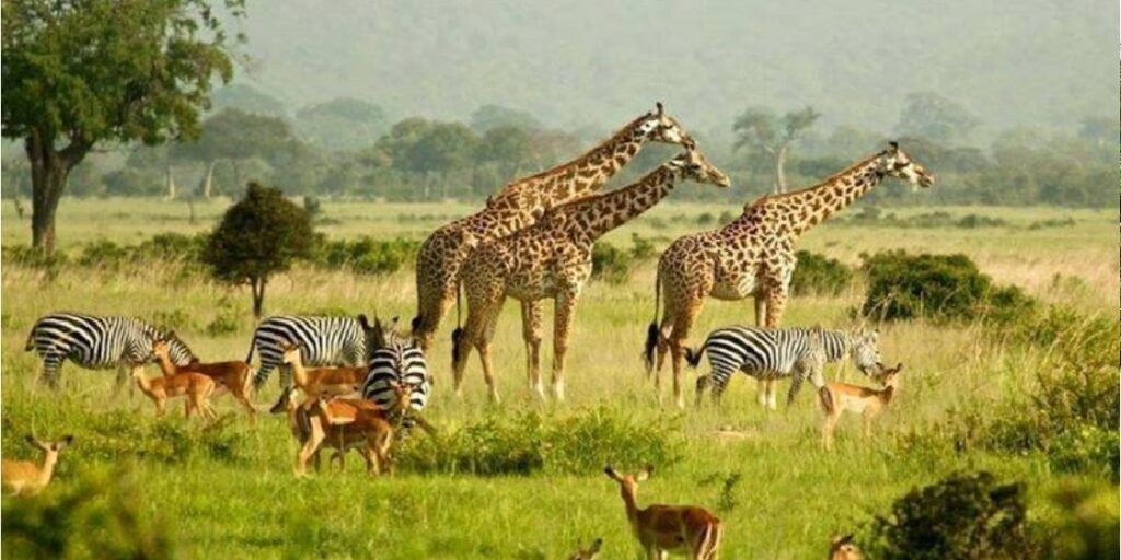 Uganda’s Best Safari Stories