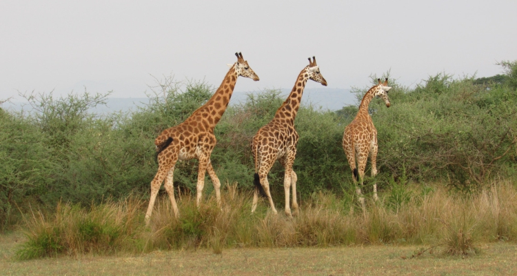 Uganda’s Safari Adventures Worth Trying