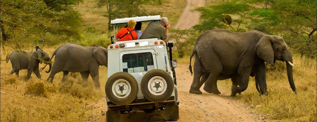 Uganda’s Safari Tips for Travelers