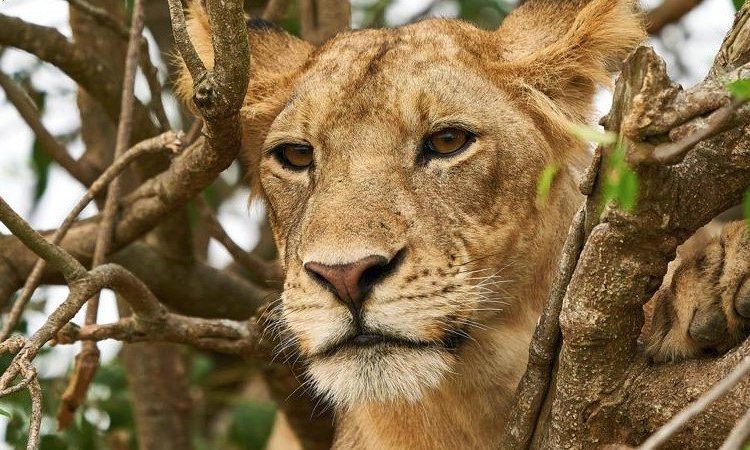 Uganda’s Safari Wildlife Moments