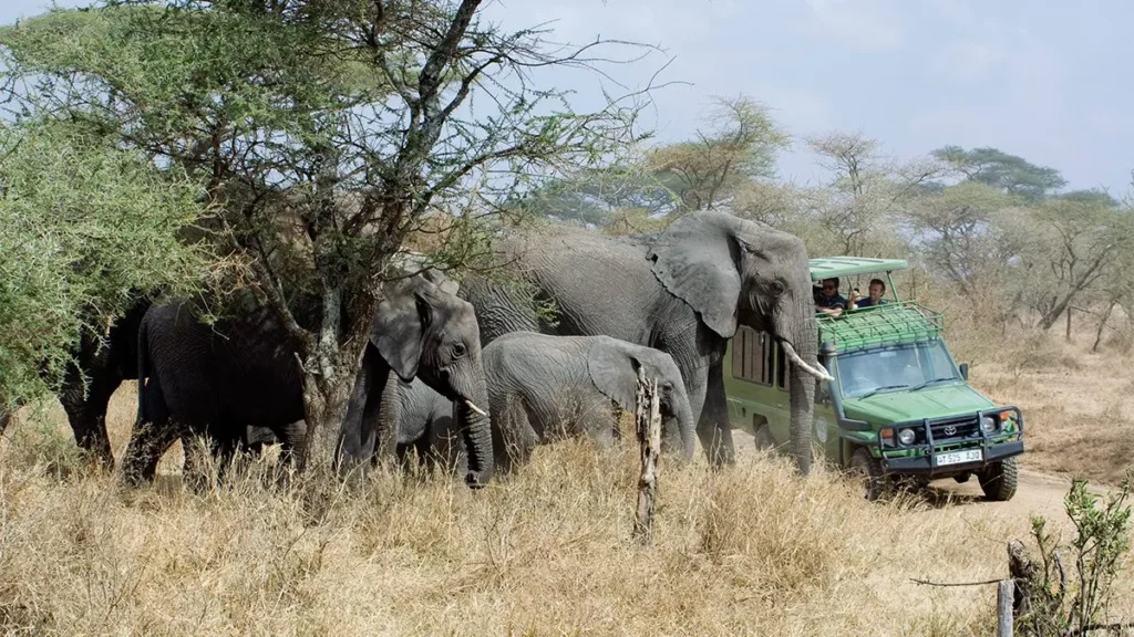 Uganda’s Safari in the Savannah Plains