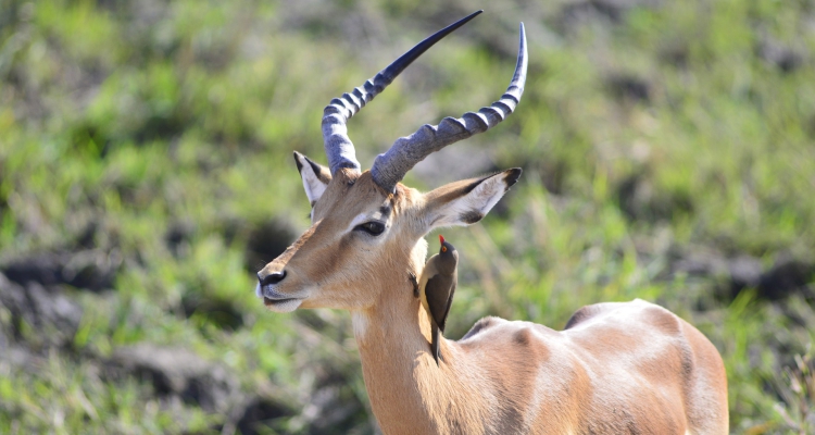 Uganda’s Travel-Friendly Wildlife Parks