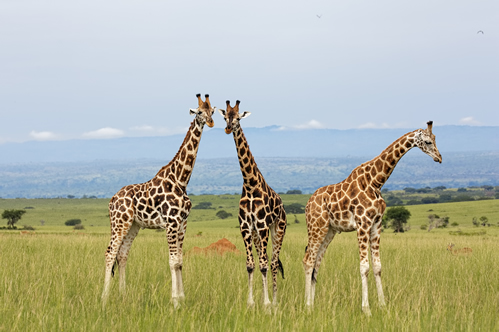 Uganda’s Wildlife Highlights in Dry Season