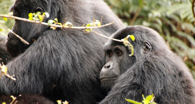 Uganda’s Wildlife Safari Highlights