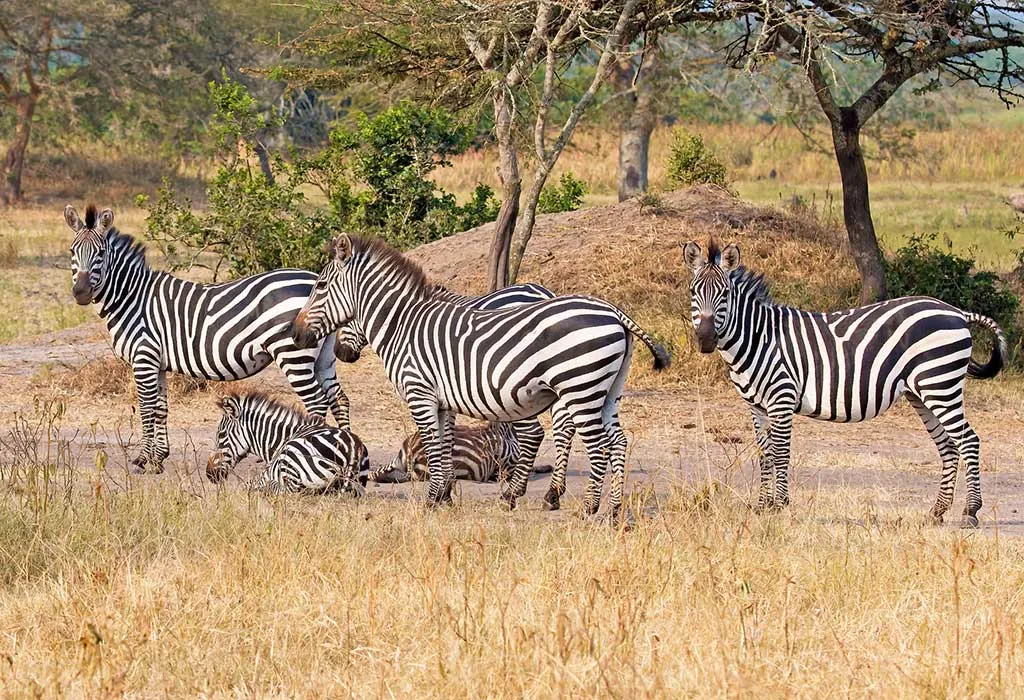 Uganda’s Wildlife Safari in Savannah Plains