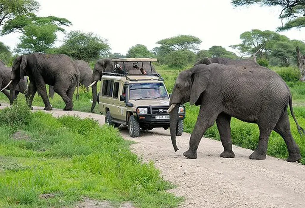 What animals can I see in Tarangire National Park?