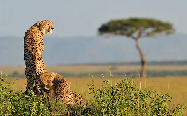 What are the top safari countries in East Africa?