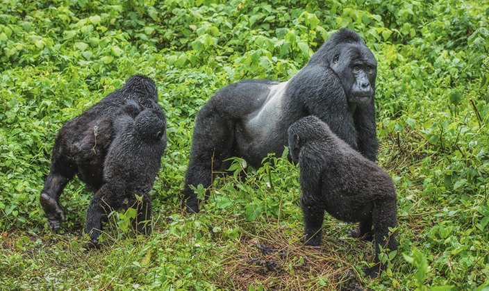 What is the best time for gorilla trekking in Bwindi?