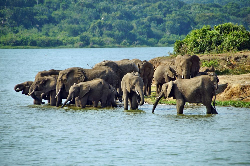 What wildlife can I see in Queen Elizabeth National Park?