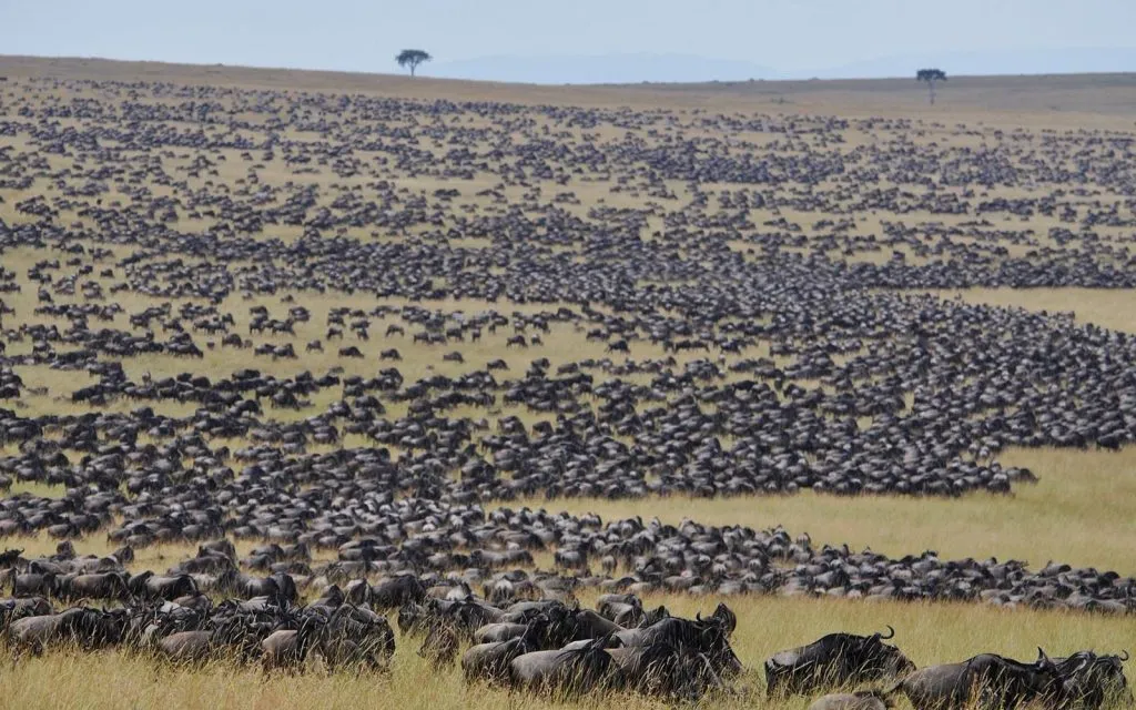 When is the Great Migration in Kenya?