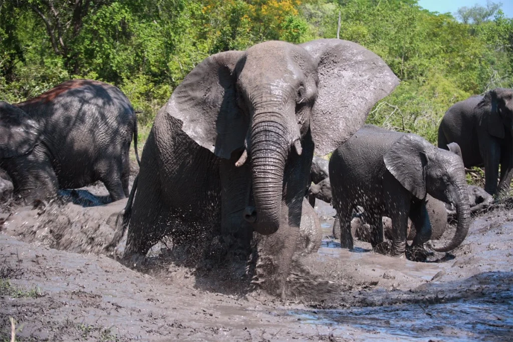 Where can I see the Big Five in Uganda?