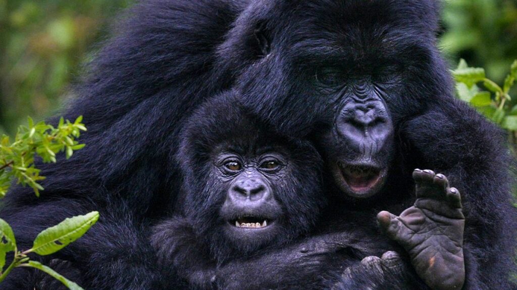 Where can I trek gorillas in Uganda?