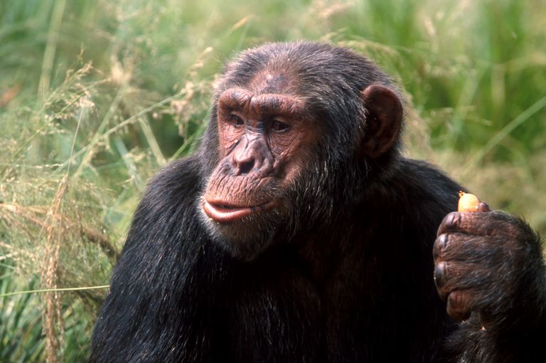 Which is better — Kibale or Budongo for chimp trekking?